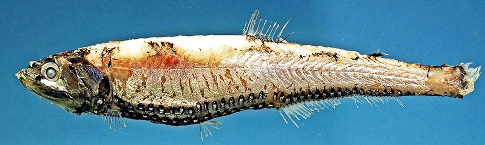 Neoscopelus macrolepidotus_02.jpg